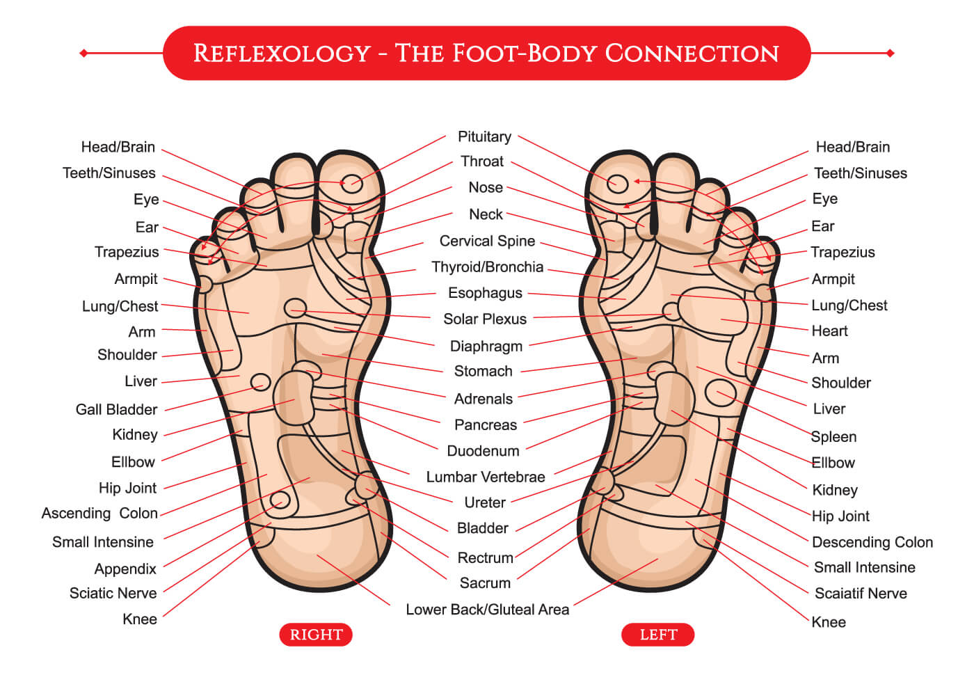 Nerve Endings In Feet Chart